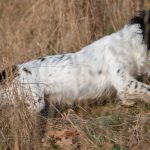 Bailey som bor i Danmark