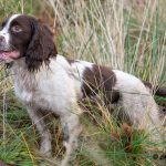 Cornermarsh Blind Sky Boy af Guns Choice