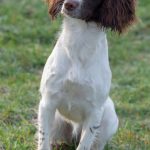 Lilla Bliss har blivit stora damen