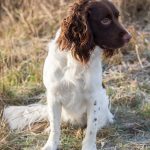 Lille Scott (Diva & Kipper)