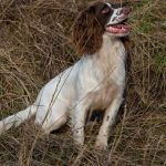 Snygging - Hokus Pokus