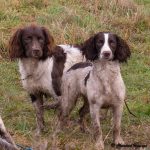 Syskonen Mylle O Bliss