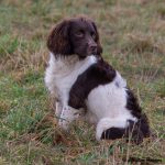 Zita-Ollie sonen Mylle