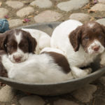 En för alla, alla för en