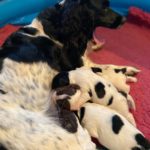 Exas valpar 1 v - jobbigt att vara bartender nonstop