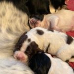 Exas valpar 1 v - Sötnosar