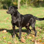 Leadway Quint of Country Sports