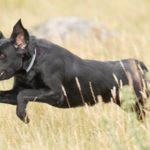 Perdix Gundogs Wild Colonial Boy