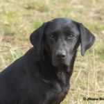 Skerryview Annabelle af Guns Choice aka Maggie