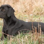 C S Tvåan - vackra Stella