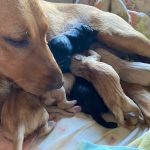 Belle har blivit mamma!