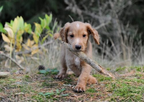 Perdix Gundogs Tuff Enuff Foto: Åsa Norrby Ras: Cocker spaniel Kennelnamn: Perdix Gundogs Namn: Tuff Enuff Kön: Hane Född: 2020-08-06 Reg.nr: 16-0405-20 HD: ED: Uppfödare: Åsa & Anders Norrby Ägare: Christina Hansson