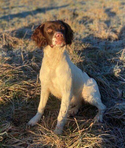 Ras: Springer spaniel Kennelnamn: Country Sports Namn: Blessing Kön: Tik Född: 2020-05-27 Reg.nr: 15-0521-20 HD: B ED: