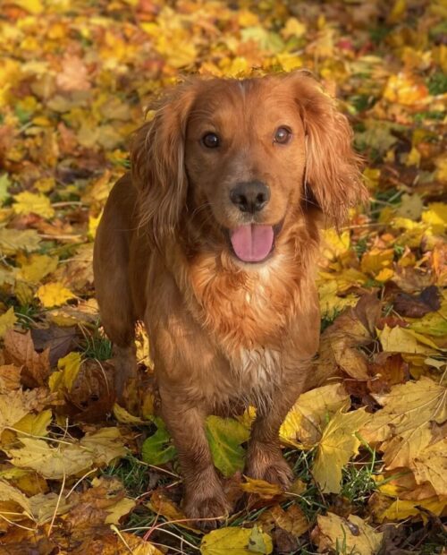 Ras: Cocker spaniel Kennelnamn: Perdix Gundogs Namn: Tuff Enuff Kön: Hane Född: 2020-08-06 Reg.nr: 16-0405-20 HD: B Öga: UA Uppfödare: Åsa & Anders Norrby Ägare: Christina Hansson