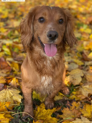 Perdix Gundogs Tuff Enuff Perdix Gundogs Tuff Enuff