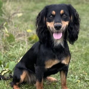 Country Sports Glada Country Sports Glada