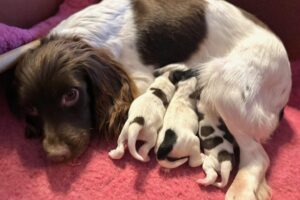 Abby med sin valpar 2025