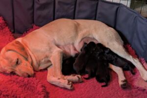 skumpa_valpar2025 skumpa_valpar2025