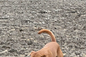 CS_kennellager_2025_dag2_017