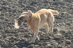 CS_kennellager_2025_dag2_034