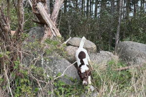 CS_kennellager_2025_dag2_047