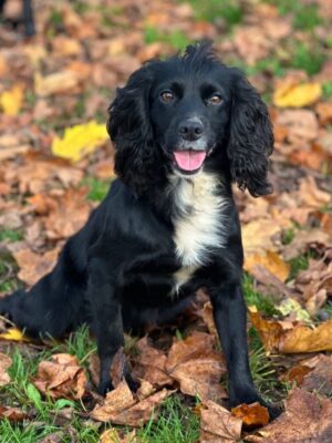 Country Sports Fairytale "Saga" Country Sports Fairytale "Saga"