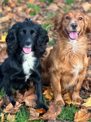 Saga & Tuff Saga & Tuff