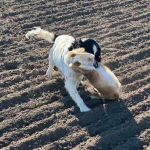 texas m hare texas m hare