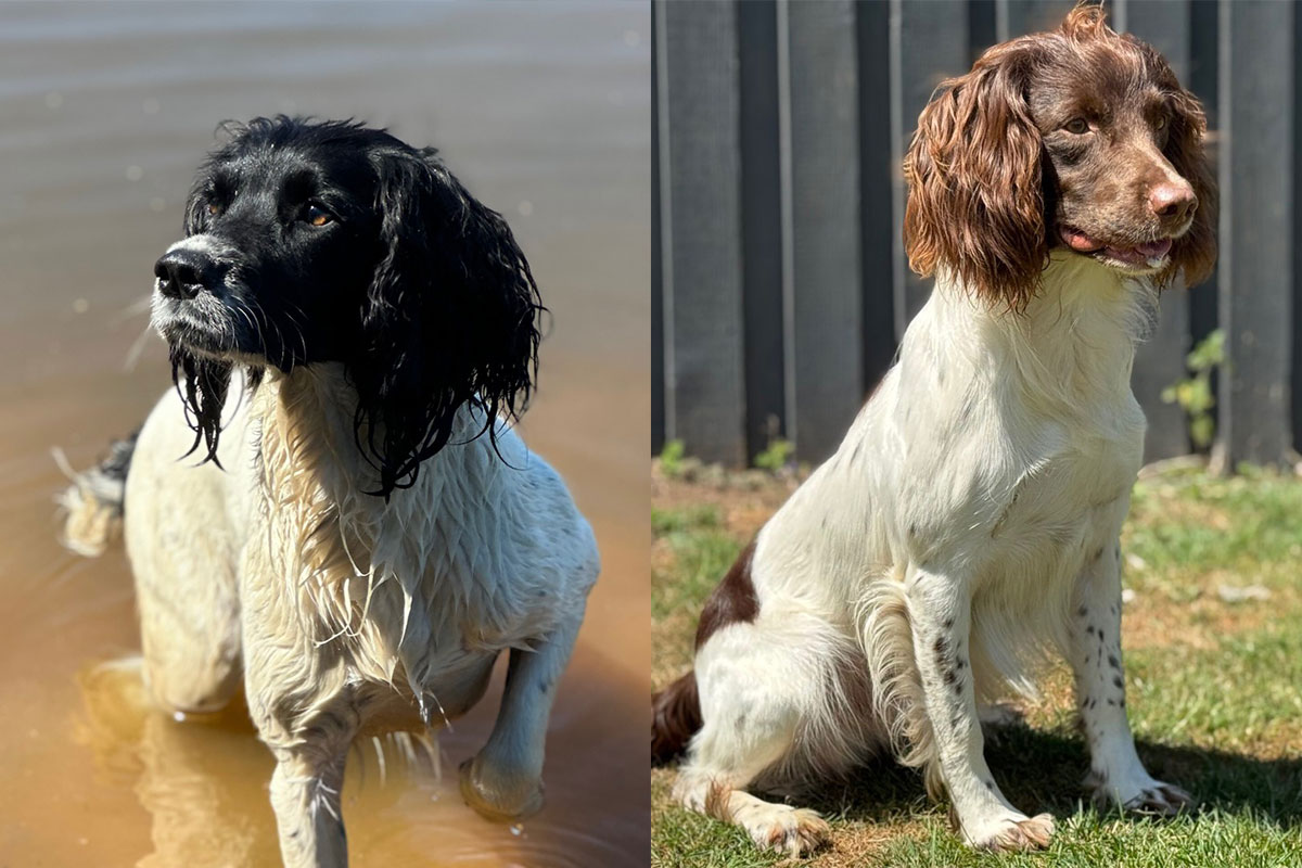 Kraftfull jaktkombination med starka nerver och toppmeriter. Förväntas ge svartvita och brunvita valpar.