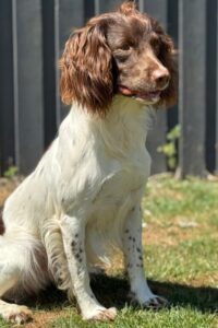 GBFTCH Rosebay Blue "Tyson"