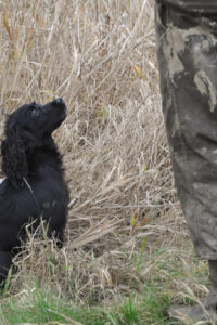 cocker och av 2019-344 cocker och av 2019-344