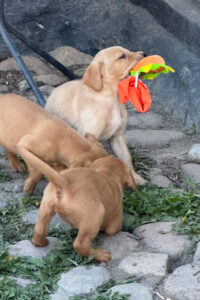 gnista_bryn_2026_17 gnista_bryn_2026_17