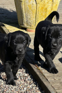 image1 image1