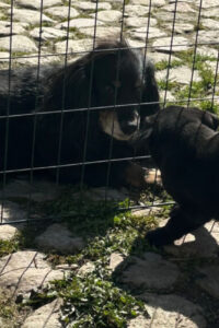 image4 image4