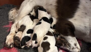 abby_max_2026_2